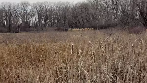 Natural area at Sand Ridge Nature Center Source: Matthew Stinson