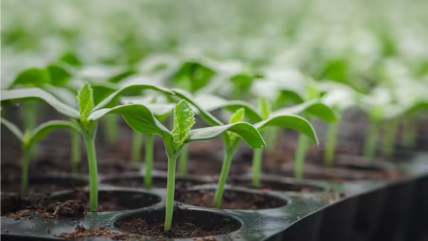 seedlings in tray