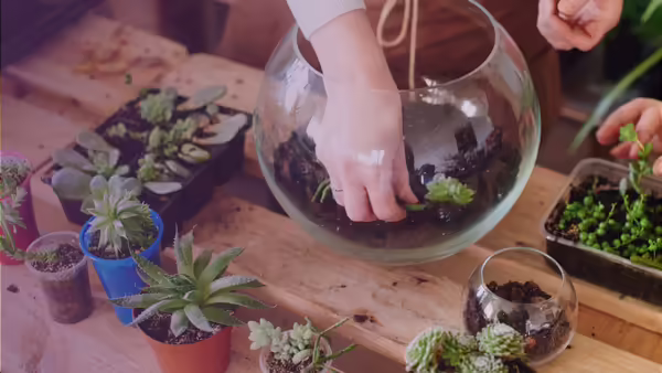 hand in a mini terrarium with succulents