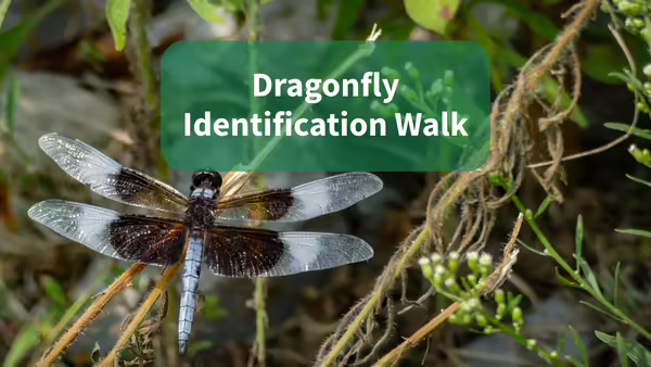 A black and brown dragonfly sitting on a twig.