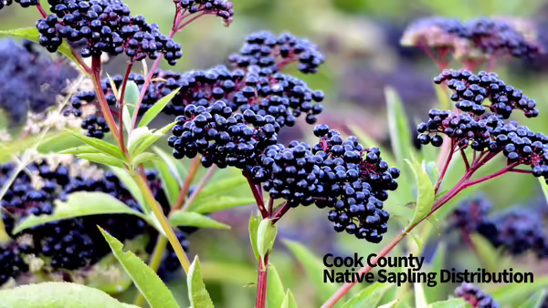 blue elderberry clusters
