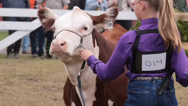 girl leading cow in arena