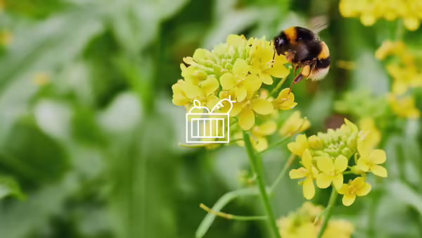 A bumble bee sitting on a yellow flower. 