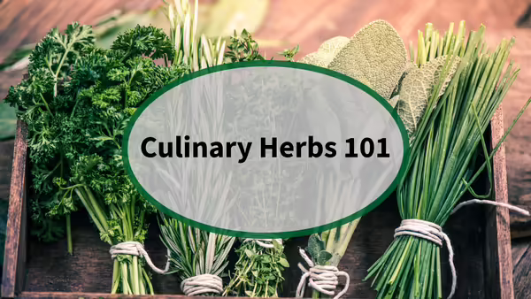 bundles of herbs drying