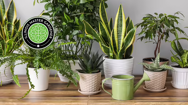 collection of potted houseplants