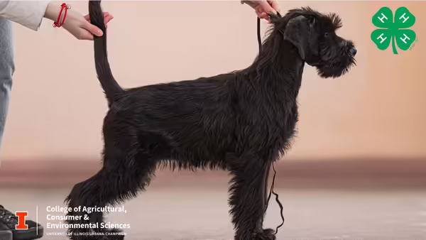 A dog in a show stance 