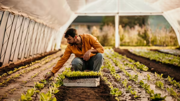 A man planting seedlings in a hoop house. 