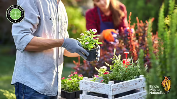 A couple planting pink flower.