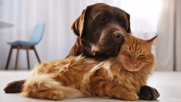 A chocolate Labrador and an orange fluffy cat snuggling.