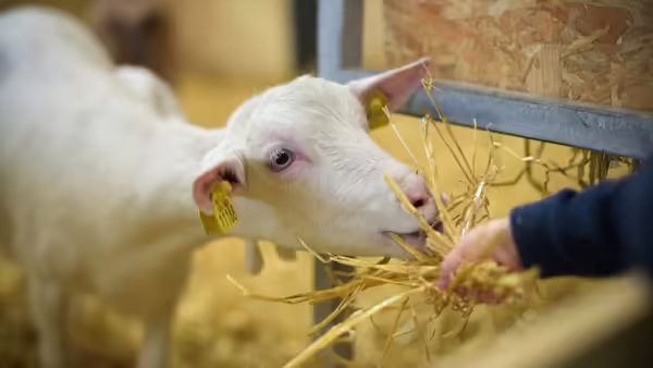 A white dairy goat eating straw out of a person's hand.