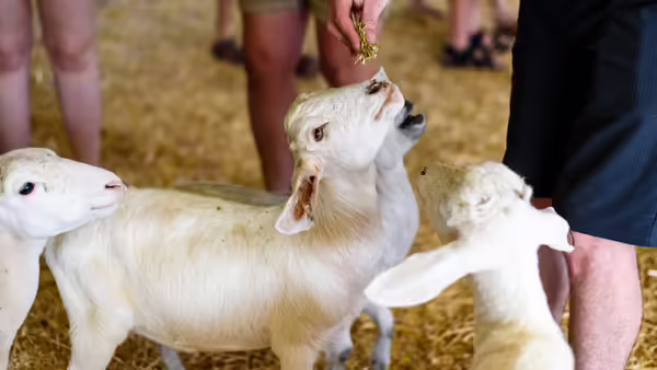 three white pygmy goats eating hay out of a person's hand. 