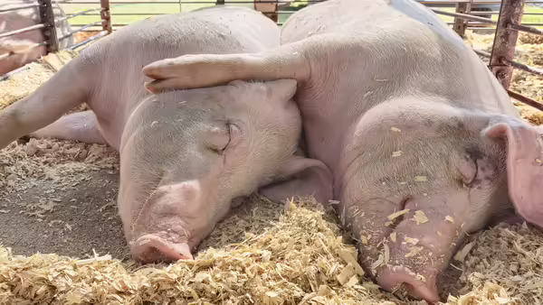 Two white pigs laying next to each other on loose shavings.