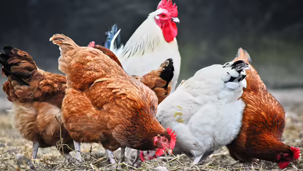 A group of white and brown chicken grazing. 
