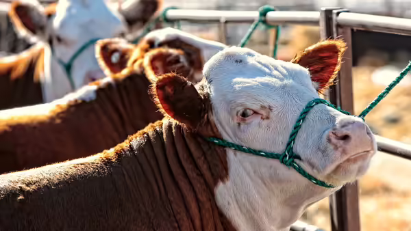 White and brown spotted cows tied to a fence with green leads. 