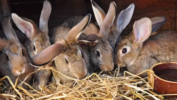 A group of brown meat rabbits huddled together.