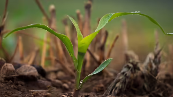 A corn sprout with dew on the leaves. 