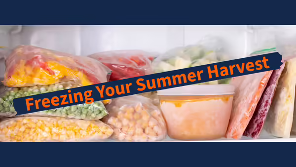 Frozen Vegetables and Fruits in Freezer