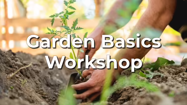 planting plants in the ground