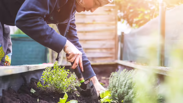 Woman garden in raised bed
