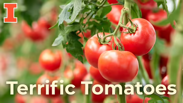 Terrific Tomatoes