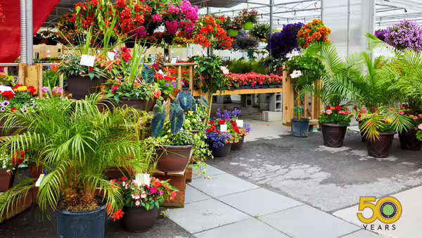 Plants organized for sale