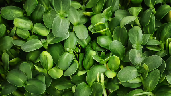 a close-up of microgreen leaves