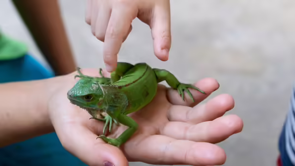 A green lizard laying in a child's hand.