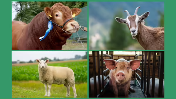 A collage of a beef cow, goat, sheep, and a pig. 