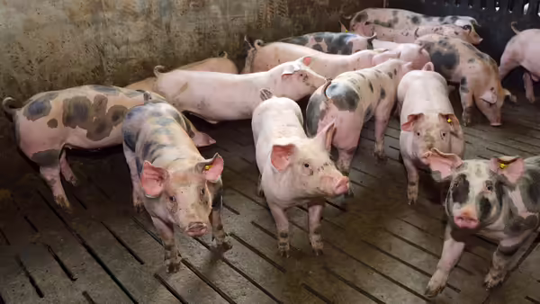 A group of spotted pigs wandering in their fence.