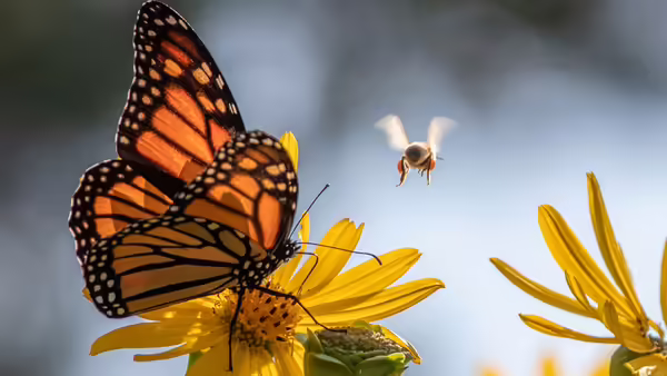 A monarch butterfly sitting on a yellow flower next to a flying honeybee.