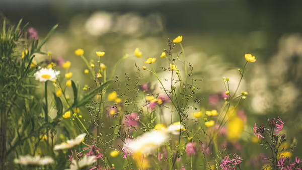 Prairie Grass with Flowers 
