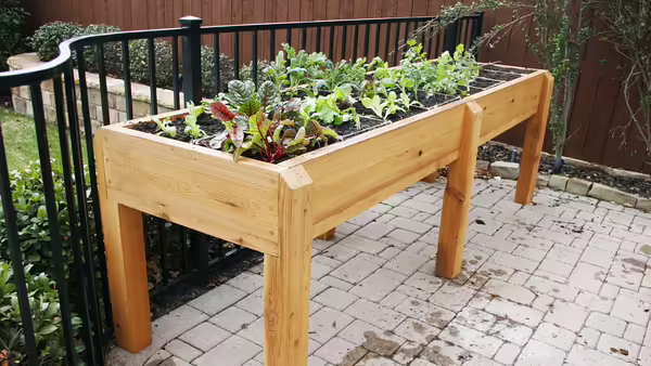 A raised garden bed on a patio with various plants growing