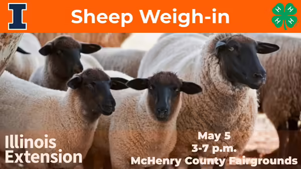 A group of Suffolk Sheep 