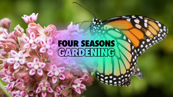 An orange and black monarch butterfly lands on a milkweed bloom
