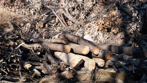 Shiitake Logs on a stream