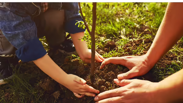 Tree Planting with a group