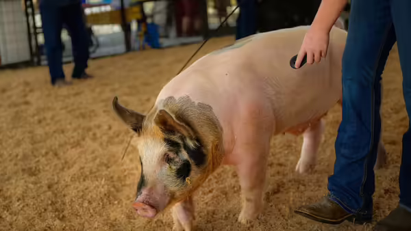 A white pig with black and gray spots being lead by a showman.
