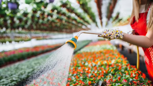Garden center worker watering flowers