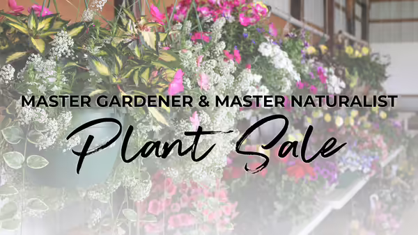 Colorful pink, green, and white flower background