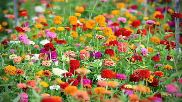 A field of zinnias 