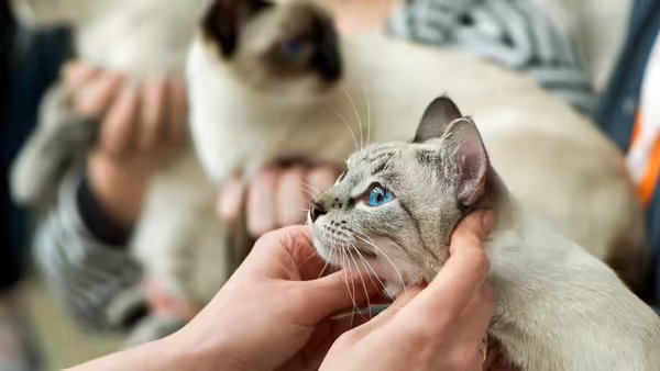 white cats being judged at cat show