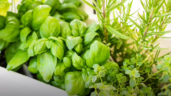 A close-up of a planter filled with herbs, including broad-leafed basil, needle-like rosemary, and small-leafed thyme.