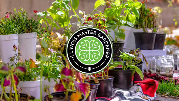 A variety of plants in plastic containers being displayed outside. Illinois Master Gardener logo in middle of image.