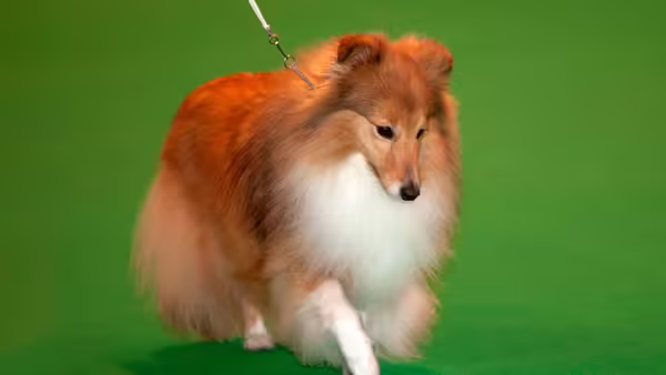 brown and white dog on lead