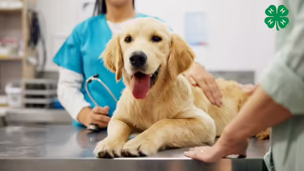 A golden retriever puppy sitting on a metal examination table at a veterinary clinic, with a 4-H logo in the corner.