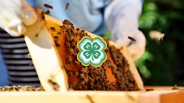 a beekeeper lifts a honey comb from a bee hive. The 4-H Clover is overlayed on top
