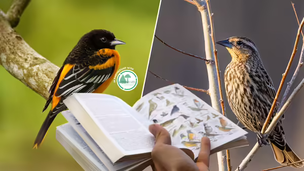 Two songbirds and an open field guide book