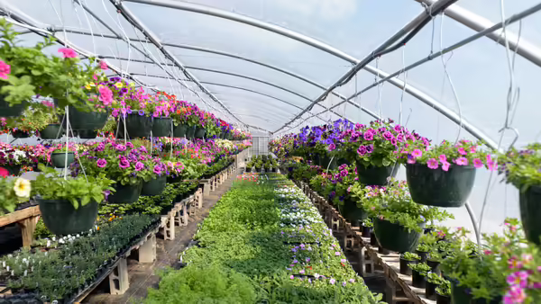 A greenhouse filled with flowers and hanging baskets.