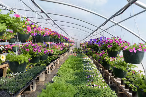 A greenhouse filled with flowers and hanging baskets.