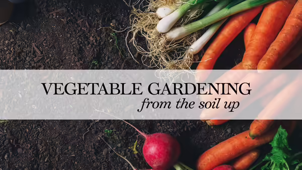 Carrots, Radishes and Onions on dark soil